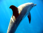 Delphin