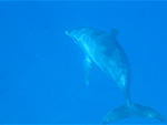 Delphin2_0005