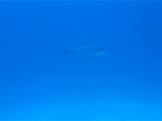 Delp_0004