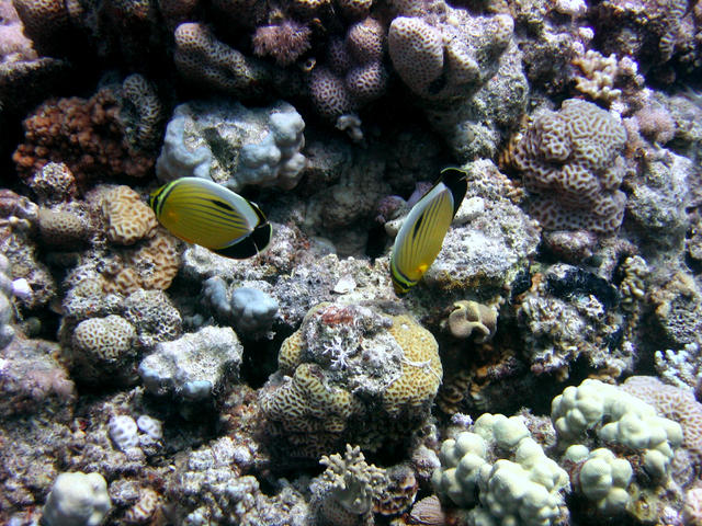 Fische