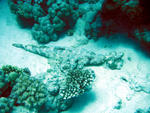 Krokodilfisch2