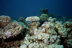 Corallen8