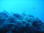 PICT0020.JPG