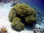 Koralle4
